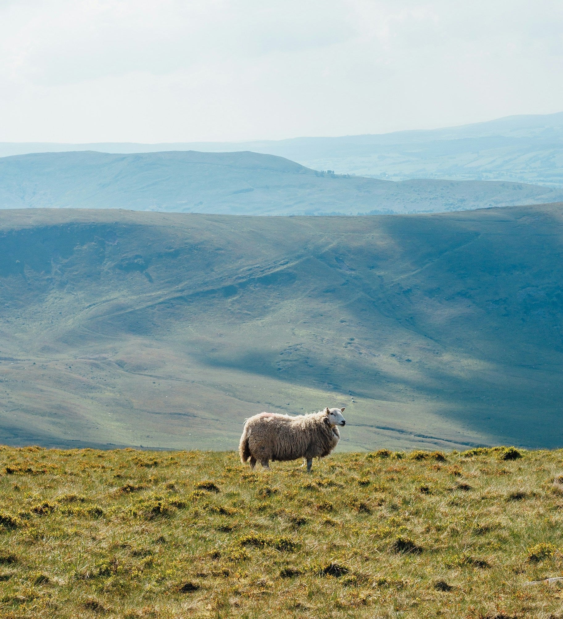 La laine, matière noble et enveloppante pour l’hiver